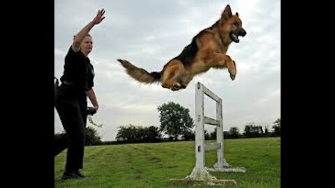 Advanced Dog Training Technics