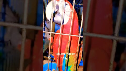 Parrot 🦜🐦 short video|birds short 🕊️🐦|#shortfeed #parrot