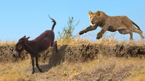 young lion attack to donkey