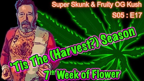 S05 E17 Super Skunk / Fruity OG Kush Organic Cannabis Grow – Week 7 of Flower & Time to Harvest?