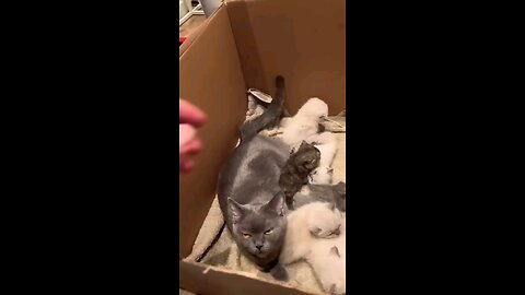 mama cat protects her babies cats being cute