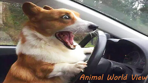 Funniest Animals - Best Of The 2021 Funny Anima