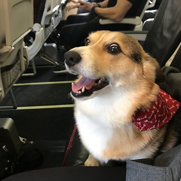 Corgi Comforts Depressed Stranger At The Airport