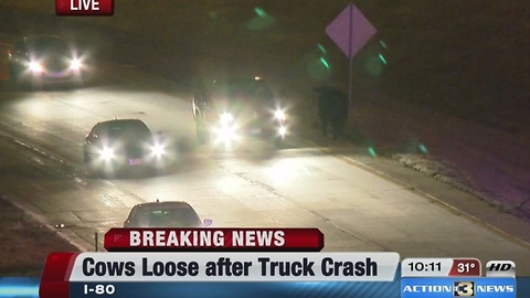 Cows loose on the interstate after cattle truck overturns