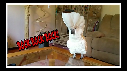 Cockatoo does his best chicken impression
