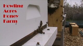 Howling Acres Honey 2020 Update