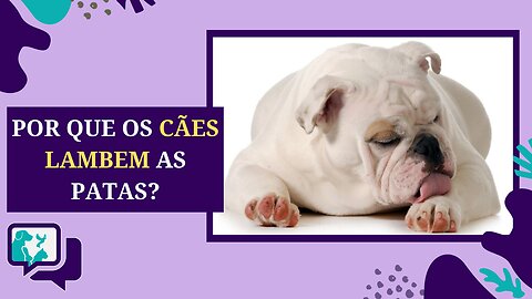 Lambedura Excessiva: Descubra as Razões por Trás das Patas Lambidas dos Cães