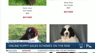 Online puppy sales schemes on the rise