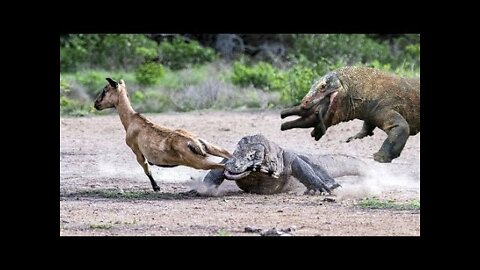 Komodo Attacks and Swallows 6 Live Animals
