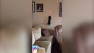 "Cat Chases After Laser Pointer Dot and Falls Behind Sofa"
