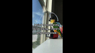 Owner attempts to record her bird talking...