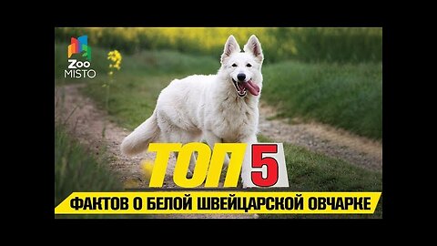 Top 5 Facts About the White Swiss Shepherd Dog