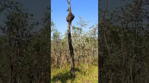 Goanna up the tree, the birds chased him down