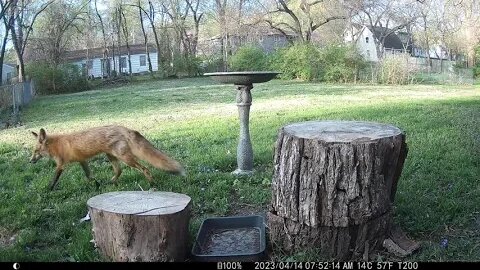 Trent's Trail Cam Action - April of 2023