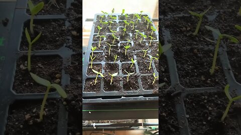 My steps to growing seeds