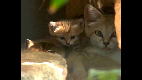 Super Cute Sand Kittens