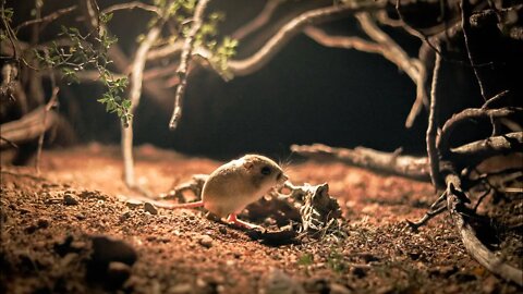What Kangaroo Rats do at night