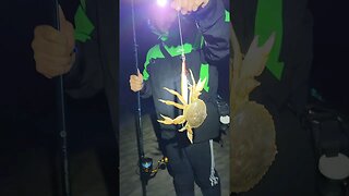 Giant Night Crab.