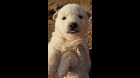 The cute fighting of Korean country puppies