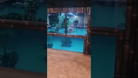 Home Aquarium Tiktok aquaticdreams