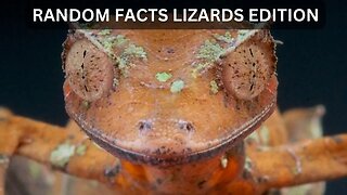 Random Facts - Lizards Edition #lizards #educational #nature