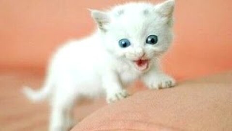 Funny Cats And Kittens Meowing Compilation 2024 -- NEW