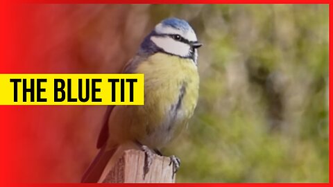 The Blue Tit