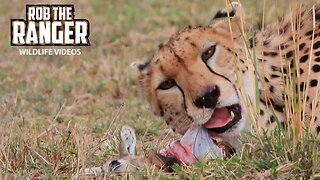 Female Cheetah Eats A Gazelle Fawn | Lalashe Maasai Mara Safari