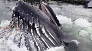 Humpback Whale Breaches Surface By Docks OMG!!