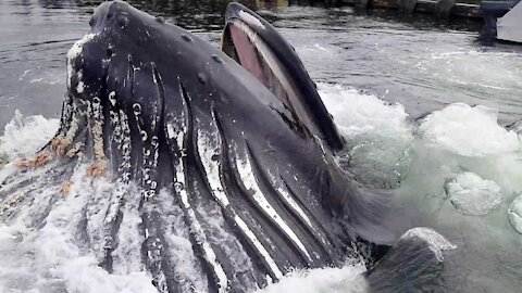 Humpback Whale Breaches Surface By Docks OMG!!