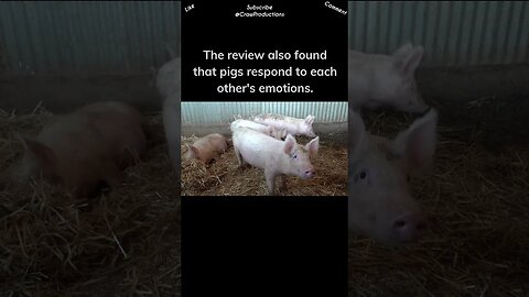 Pig Are Intelligent, Emotional Creatures #pig #shorts