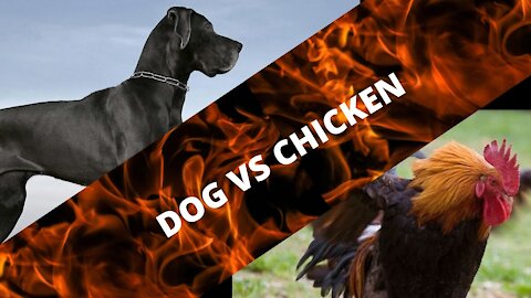 Gegendary Dog and Chicken Fight!
