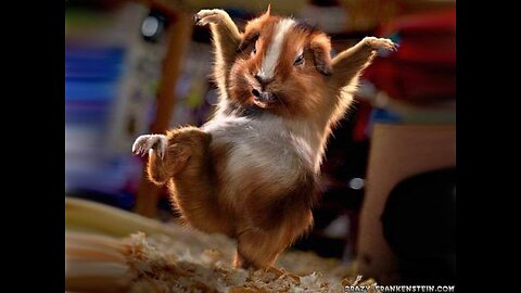 Funny animals hub,funny animals club , funny animals dancing , funny animals fighting