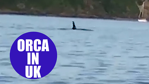 Video captures Orca swimming in Plymouth Sound