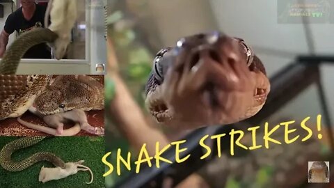 Feeding Venomous Snakes & Rare Pythons - Snake Charmer - Wild Adventures 🐍🌍