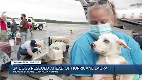 34 dogs rescued ahead of Hurricane Laura