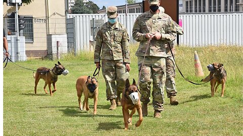 CISF Dog Squad feeding routine.