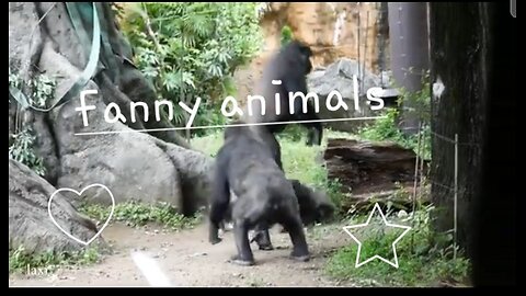 Fanny animals fun