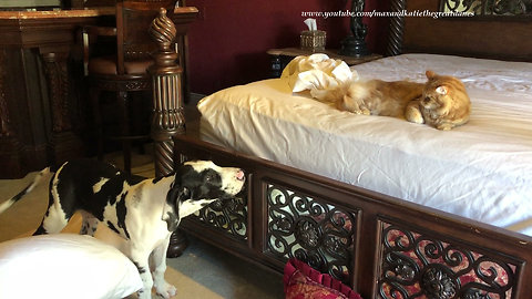 Dogs and cat "help" owner make the bed