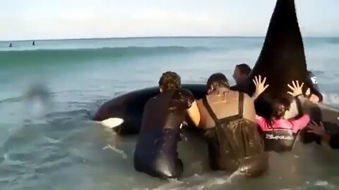 Epic Orca Rescue!!! #DefendTheSacred #WaterIsLife #ClimateCrisis #ClimateAction