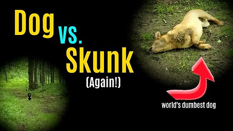 Dog vs. Skunk (farm life)