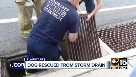 Top Stories: One year since Payson flooding, Flagstaff dog rescue, latest forecast