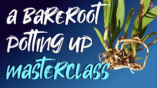 How to safely pot up BARE ROOT ORCHIDS Inorganic & Organic media tips | Bare Root orchid after care