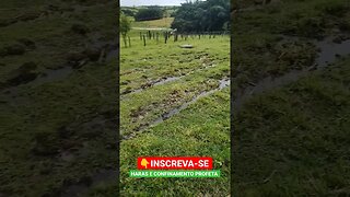 Chuva molhando a capineira 🌱 #shorts #roça #bicho #fazenda #animals #sitio #agro #agropecuaria #sp