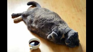 Fat cat throws tantrum on treadmill