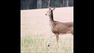 Deer in field