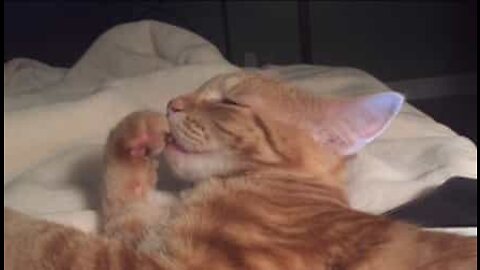 Adorable kitten sucks on his thumb as he sleeps