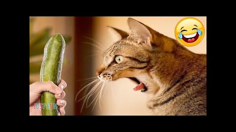 Cats and Cucumbers