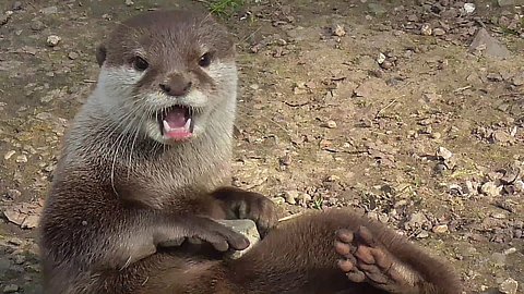 Funny otter fascinated by stones