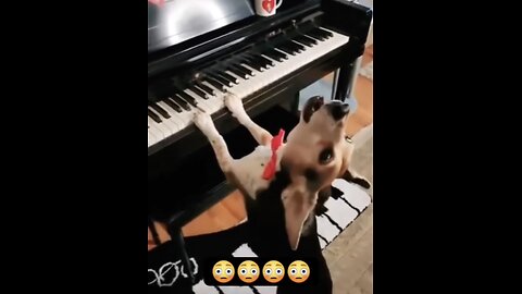 Funny dog comedy ,Dog 🐶🐶 enjoy with banjo 🪕🪕